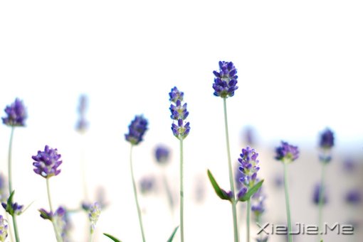 12697135268506ɫWhiteɫ޹²flowerlavender䡢ʢ_