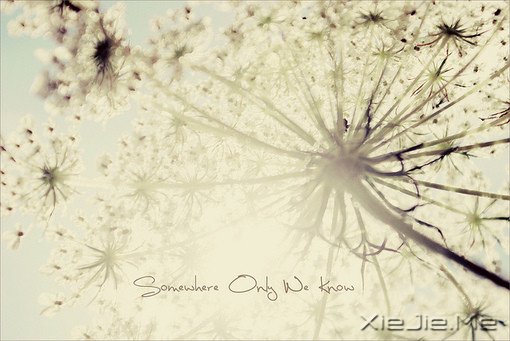 untitledڼɫΨFlowers