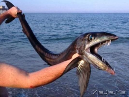 美國海灘現(xiàn)恐怖怪魚 嘴長獠牙有吃人傾向
