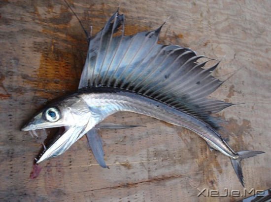 美國海灘現(xiàn)恐怖怪魚 嘴長獠牙有吃人傾向2