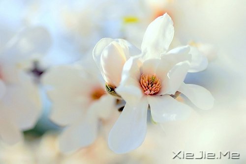 ҲL(zhng)ゃȥ (8)