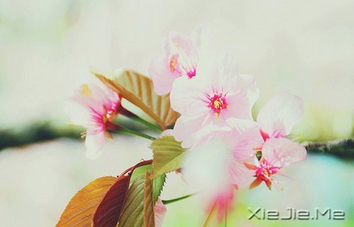 ֻҪһ΢Ц (6)