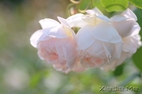 (dng)µĸյĻ_(ki) (10)