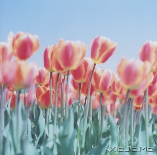 Լŕː (10)