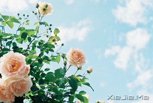 ֪ԸӽҸ (5)
