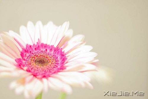 _ӡӡ· (5)