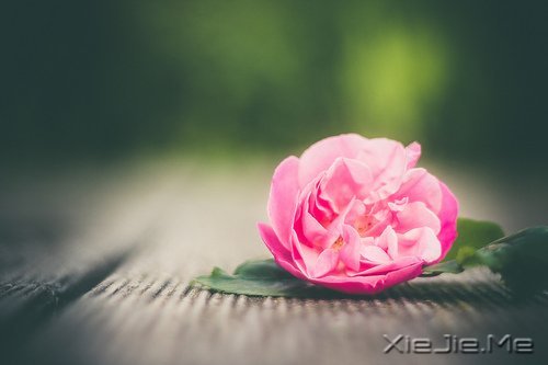 _ӡӡ· (9)
