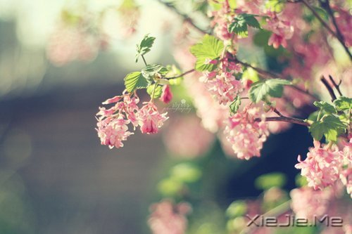 ^ҸһЩ֪XСƬ (8)