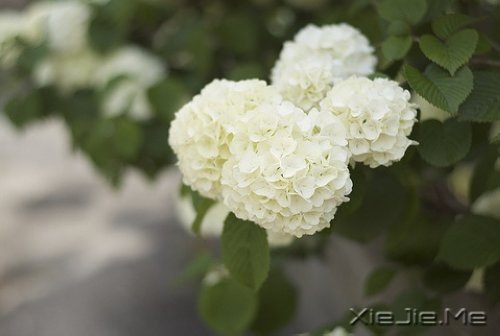 ҪЦe˵İֻ](mi)н(jng)v^(gu)Ă (7)