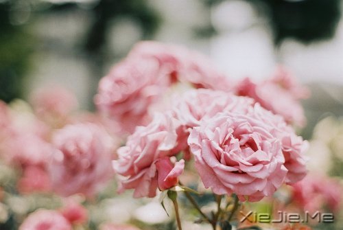 ҸǴﶬȻ (2)