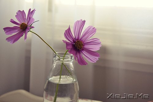 ҸǴﶬȻ (7)