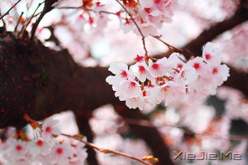 簲ZKԒeԸɃһǧ (8)