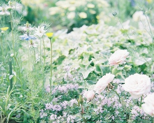 Zxԏጿ (6)