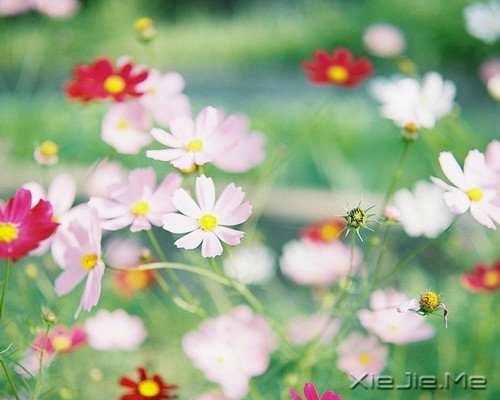 Zxԏጿ (3)