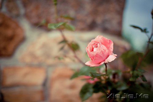 ZD(zhun)_ʼ (4)