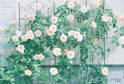 (mng)ps˓w{(ln) (2)