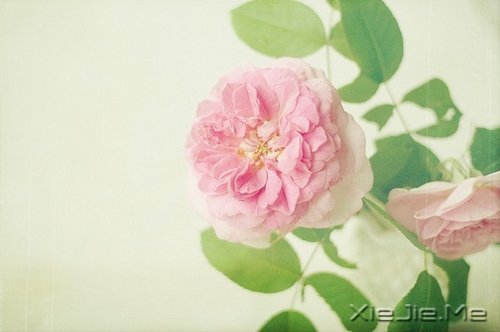 Zqo (6)
