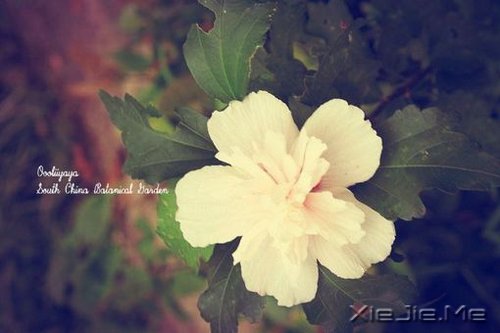 ǽKcՈ΢Цһֱǰ (8)