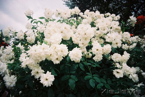 ͯδһֵ (5)