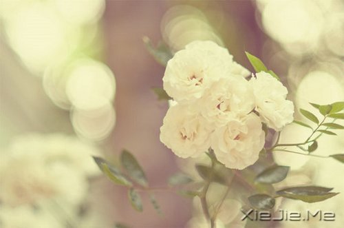 簲ZȻһ矟 (8)