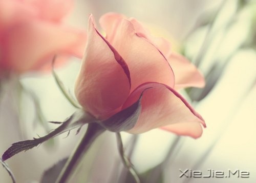 Z΢ЦȥȴõԼ (2)