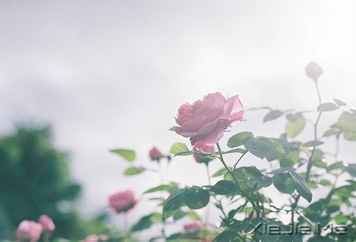 һ΢Ц߅옷ϵ (2)