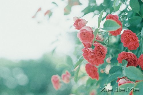 ZԸˮr (2)