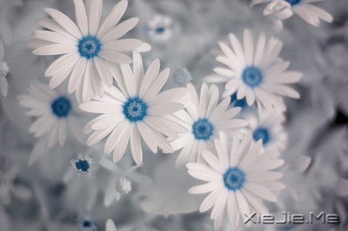 ZԸˮr (10)