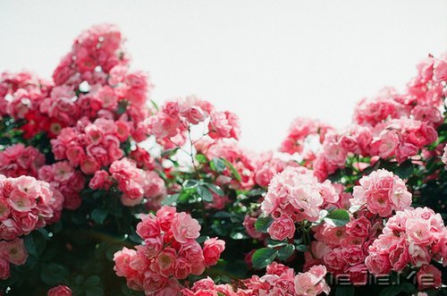 簲Z(y)Ҫؓ(f)õĳ (4)