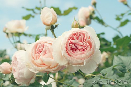 簲Z(y)Ҫؓ(f)õĳ (8)