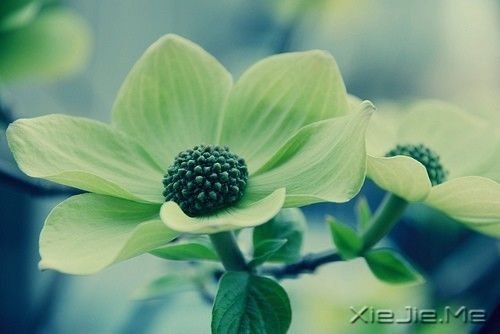 簲Z(y)ֻЦĺܚgnŲ(hu) (3)