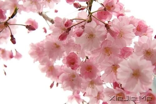 簲Z(y)ֻЦĺܚgnŲ(hu) (4)