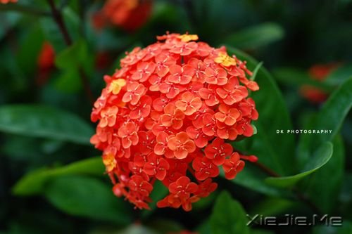 簲Z(y)ֻЦĺܚgnŲ(hu) (6)