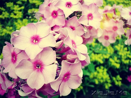 簲ZʏҲһ(g)ͽ (2)