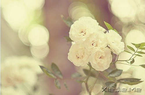 Z¸΢Ц挦(du) (2)