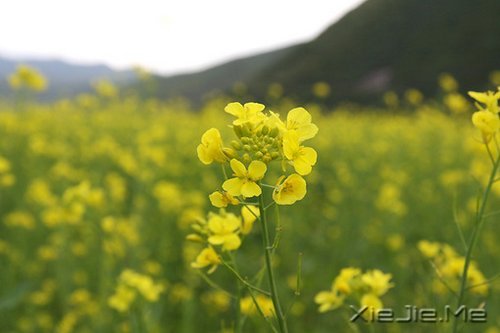 Z¸΢Ц挦(du) (4)