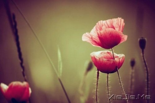 Z¸΢Ц挦(du) (10)