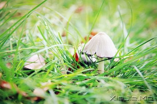 ZoԭݵĈ(f) (6)