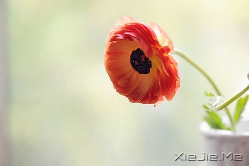 簲Z(jin)Ҫ^ (1)