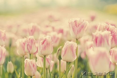 x1000w(hu)