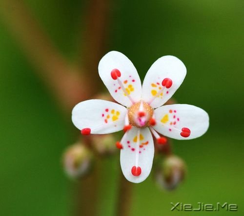 oһN (7)